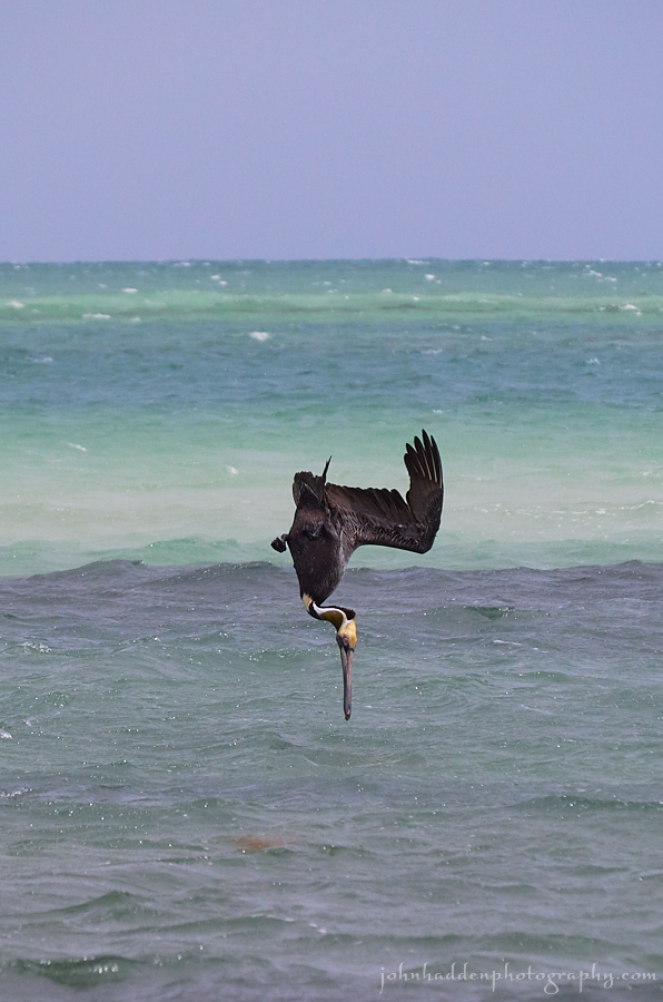 brown-pelican-dive