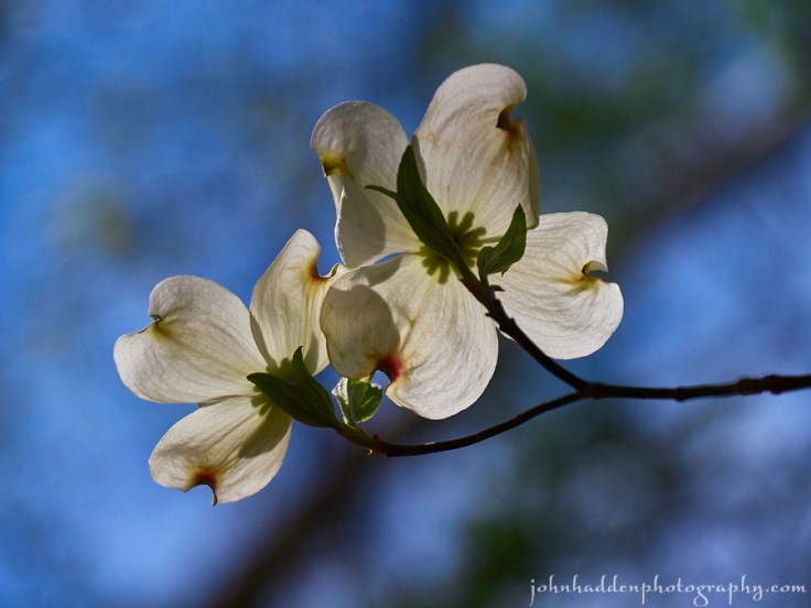 dogwood