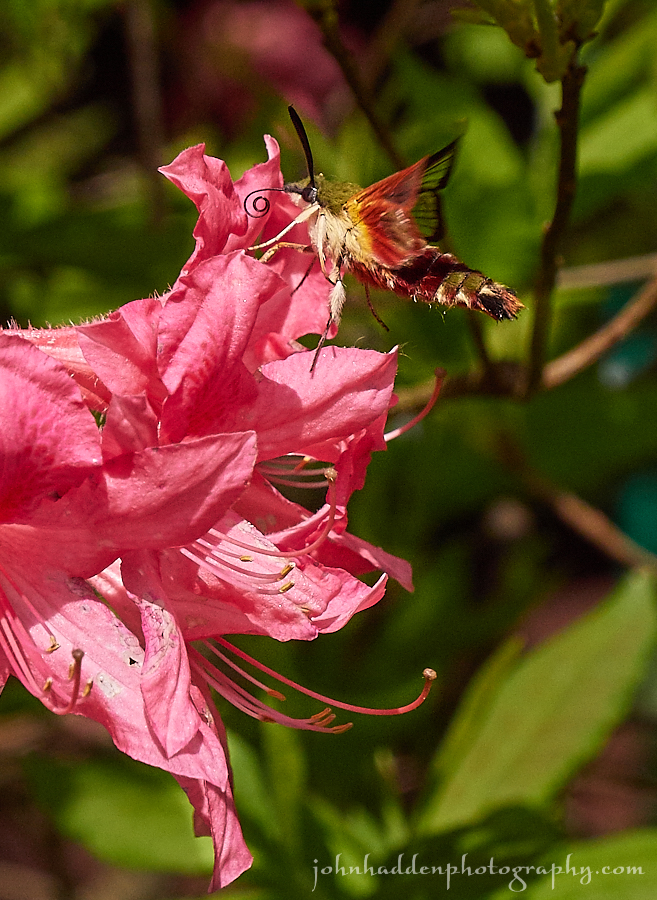 hummingbird-moth