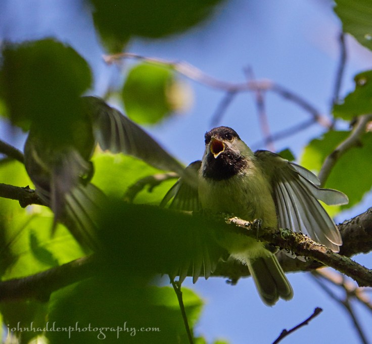chickadee-fledgling