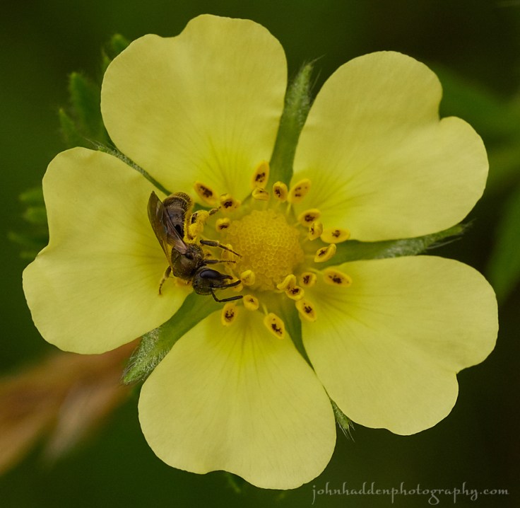 cinquefoil-bee