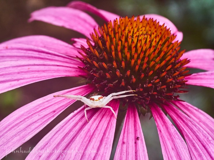 crab-spider-coneflower