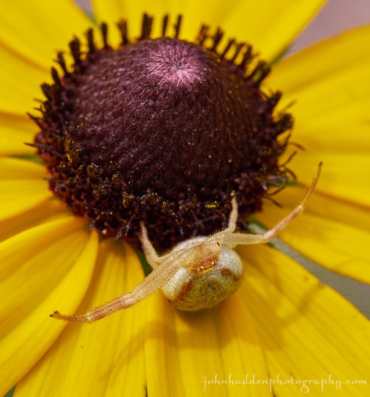 crab-spider-susan