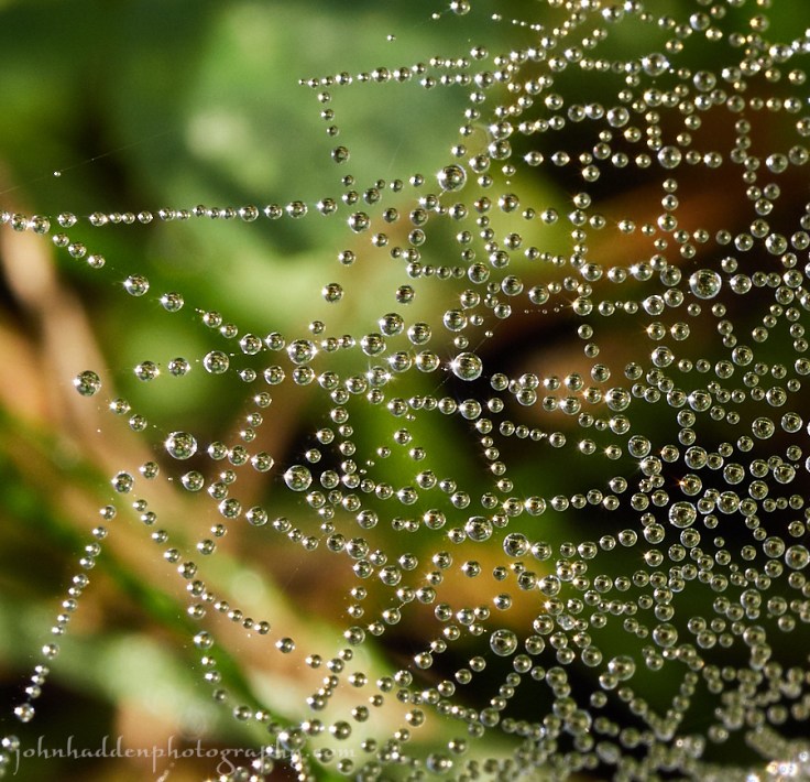 dew-web