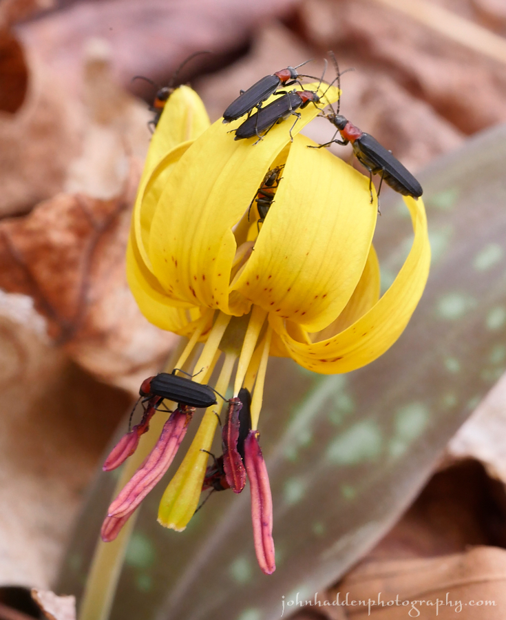 trout-lily-blister-beetles