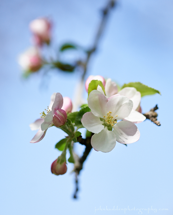 apple-blossom-2