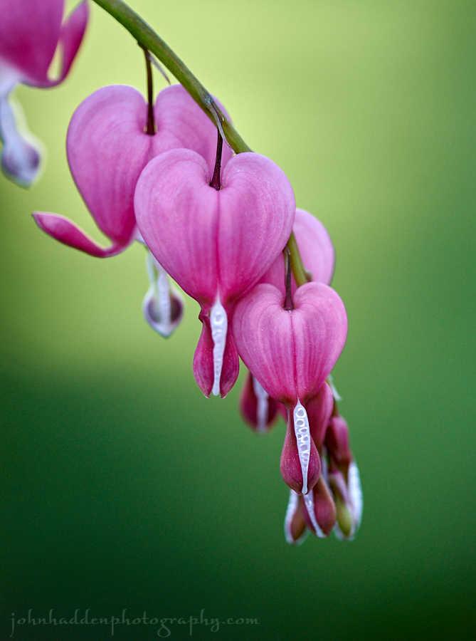 bleeding-hearts