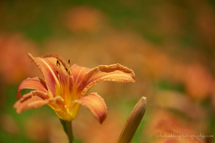 daylily-dream