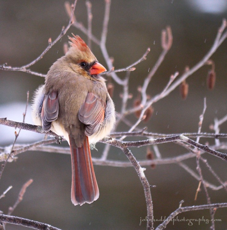 female-cardinal