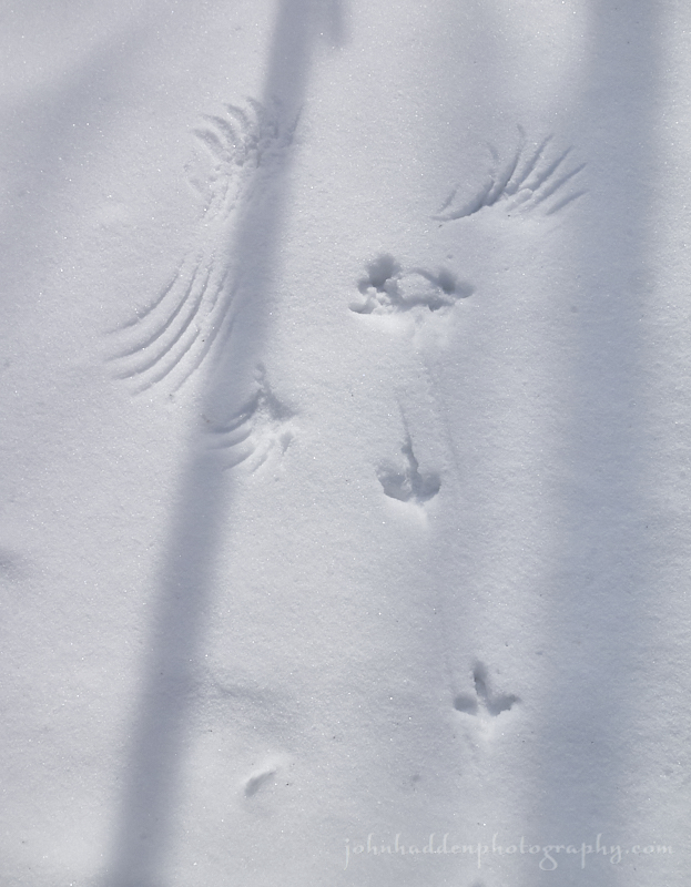 grouse-tracks-wings