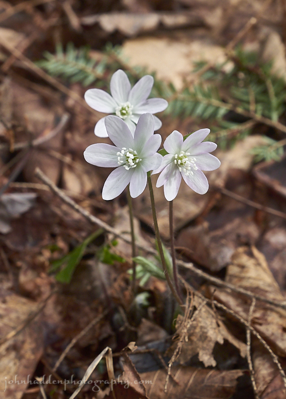 hepatica-18