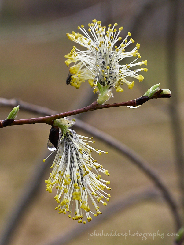willow-bud-pair
