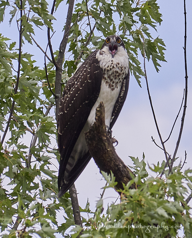 osprey-screaming