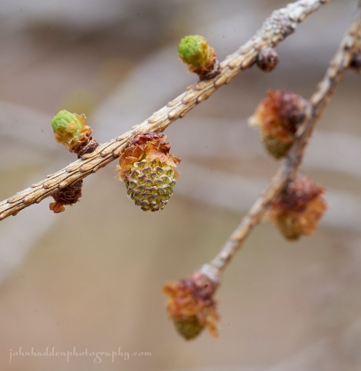 tamarack-buds