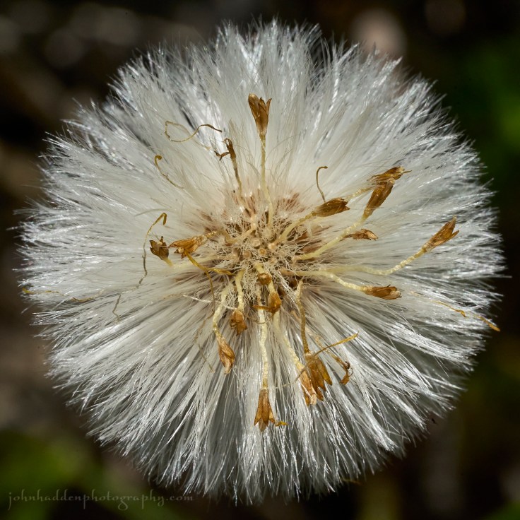 coltsfoot-tuft