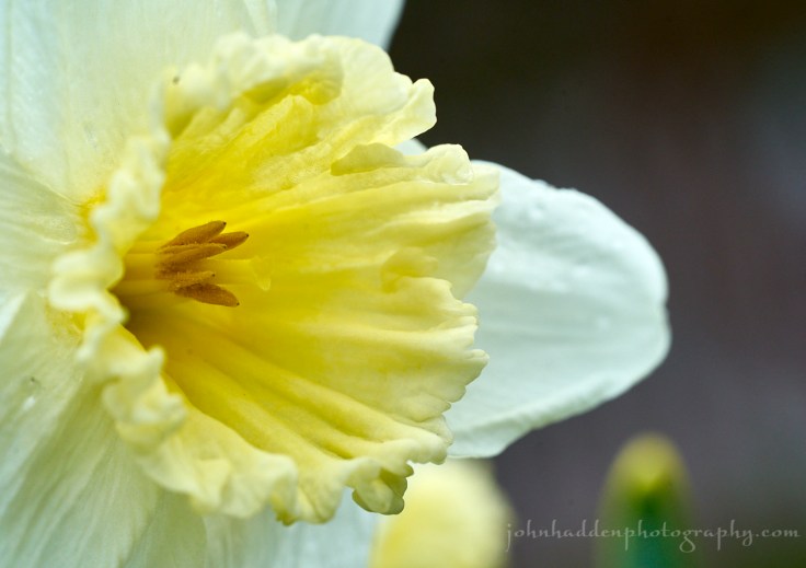 daffodil-close