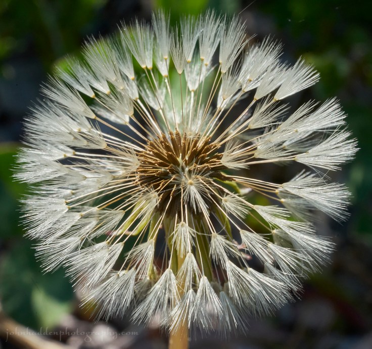 dandelion-seedhead