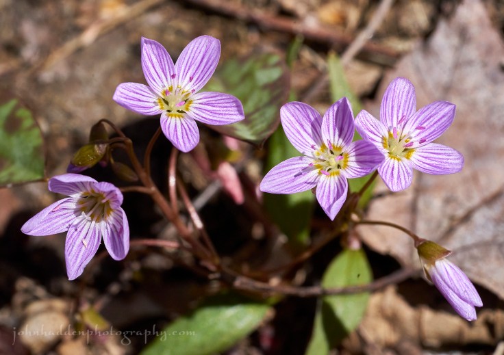 spring-beauties