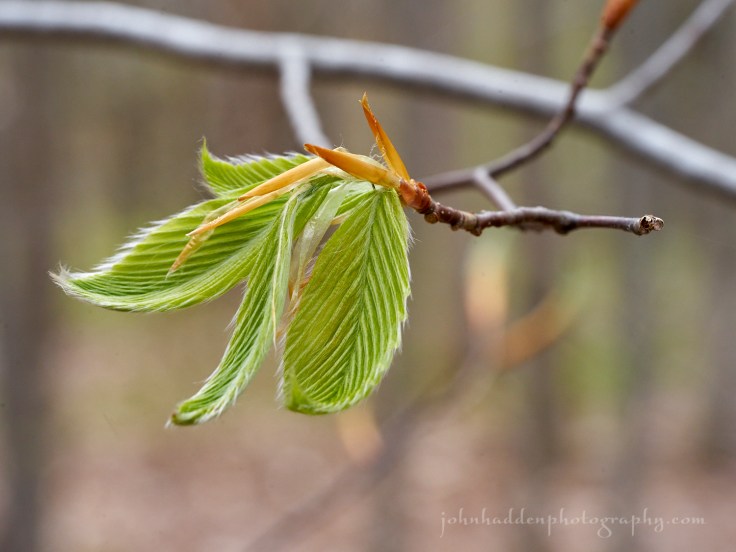 young-beech-leaves